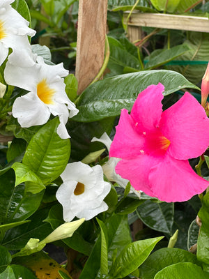 Mandevilla