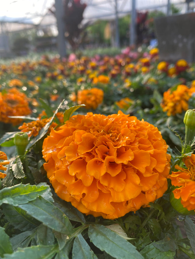 marigold plant indoor or outdoor Marigold – Liberty Landscape Supply