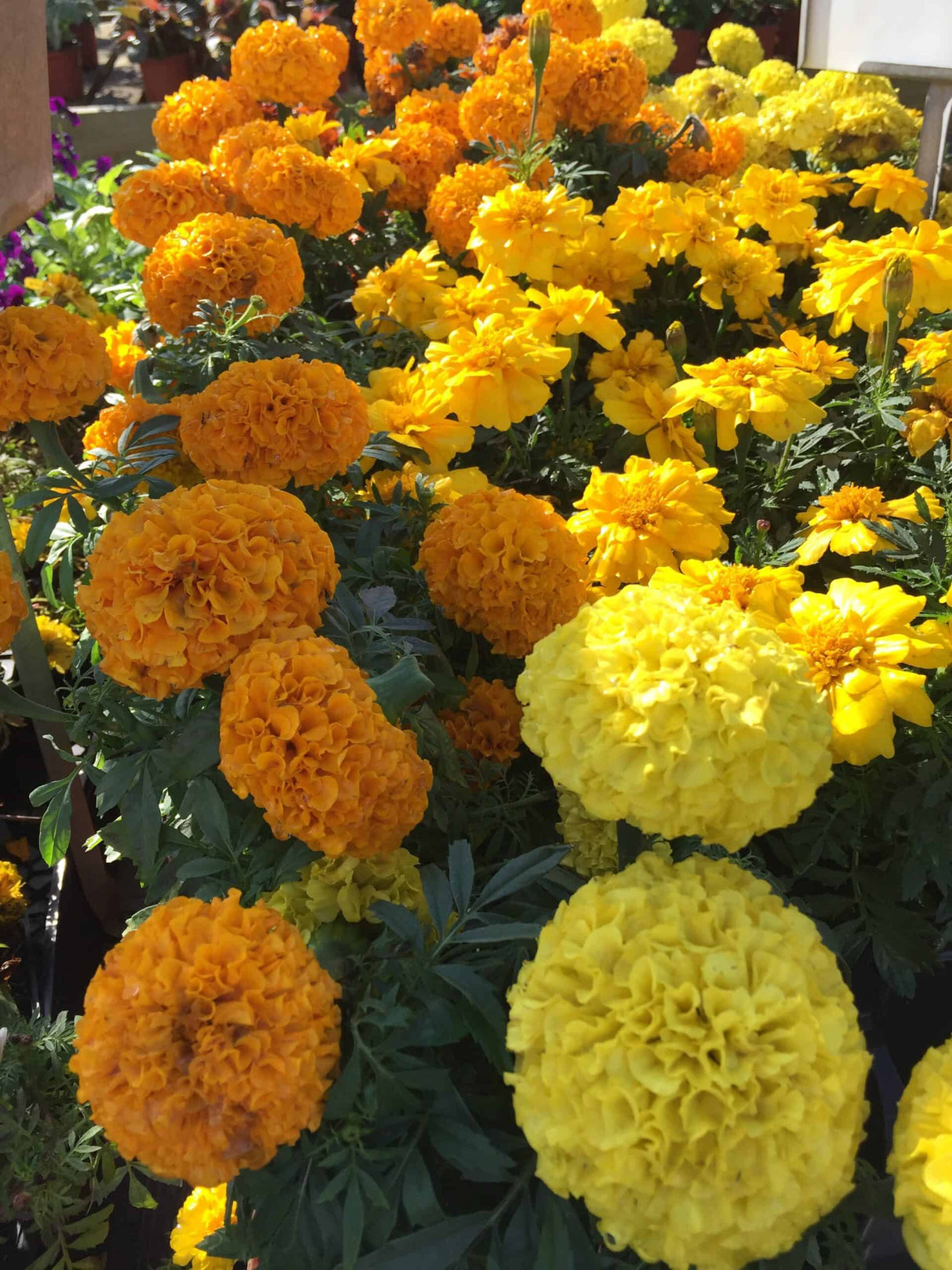 Marigold