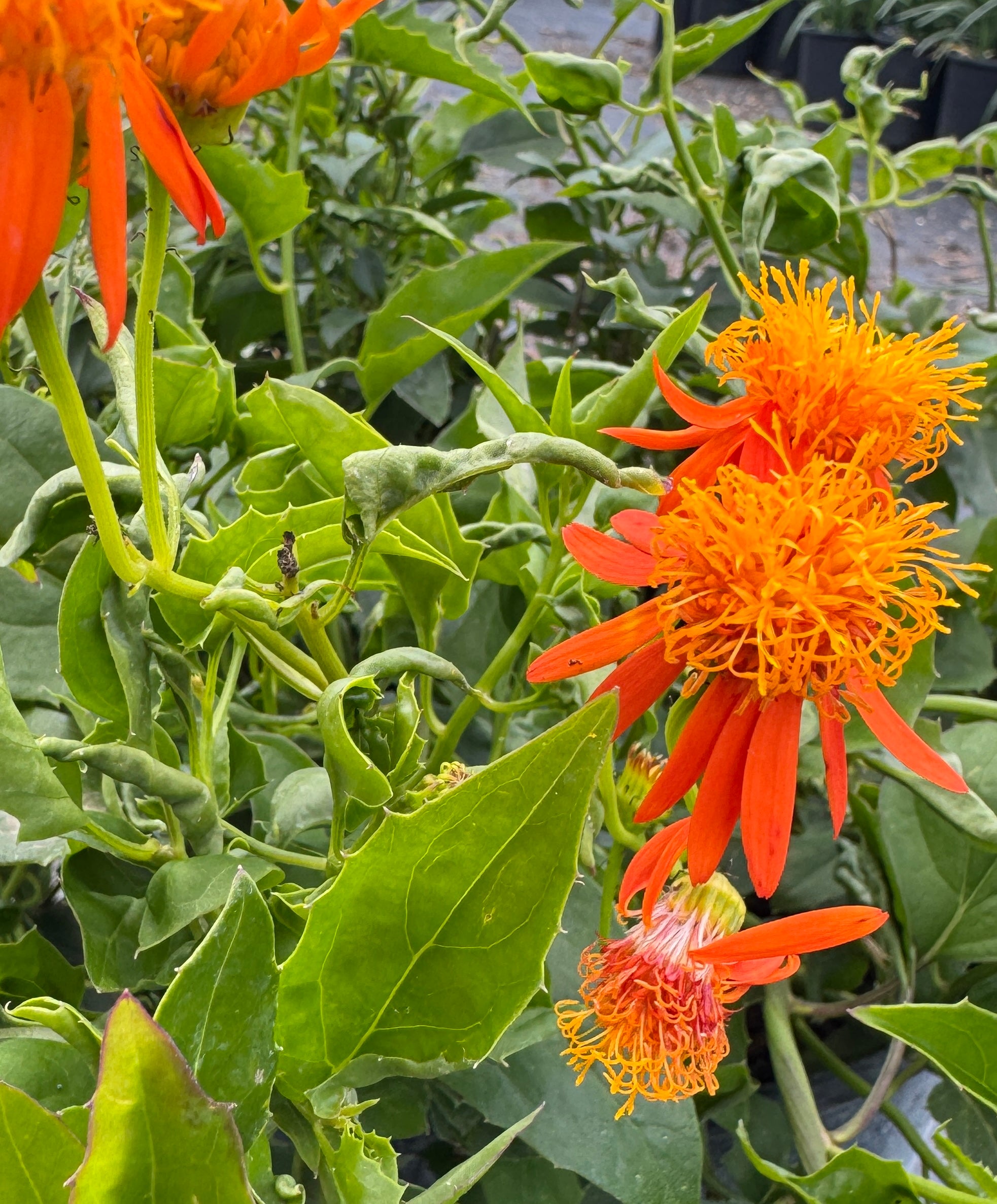 Mexican Flame Vine – Liberty Landscape Supply