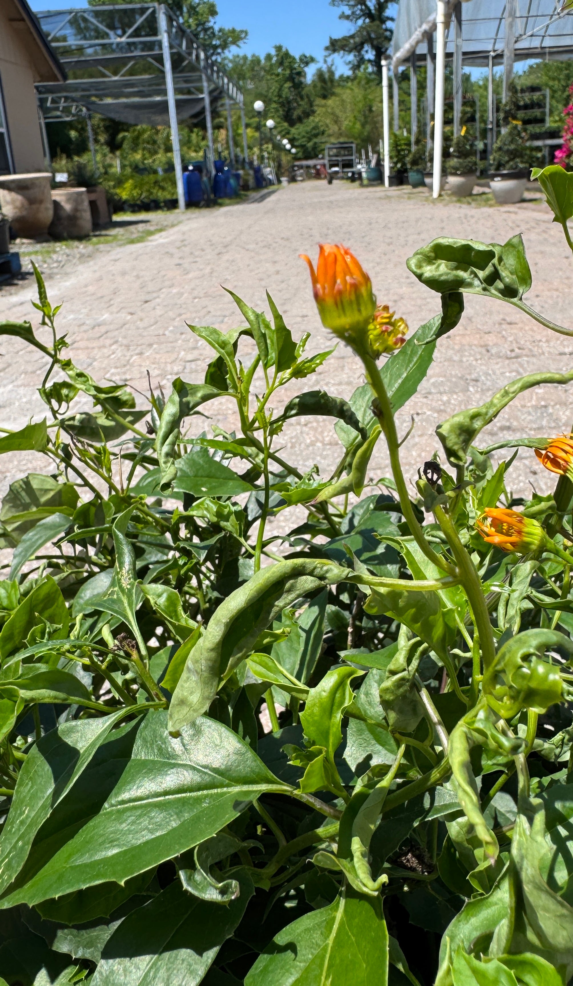 Mexican Flame Vine – Liberty Landscape Supply