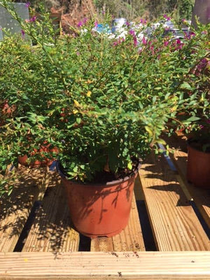 mexican heather plant indoors Mexican Heather – Liberty Landscape Supply