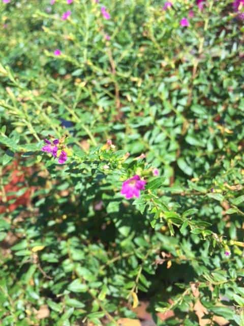 Mexican Heather