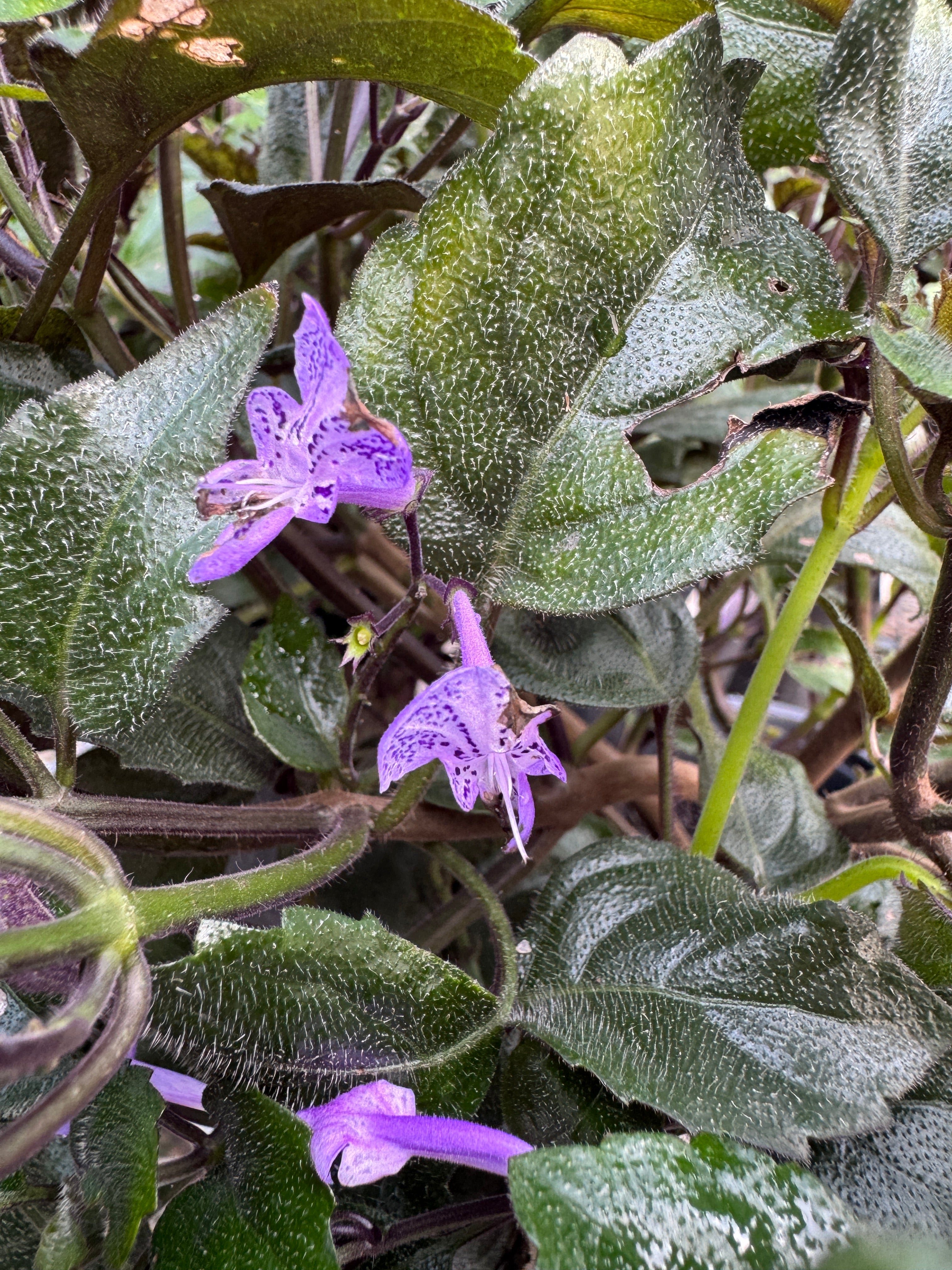 Mona Lavender | Plants | Liberty Landscape Supply
