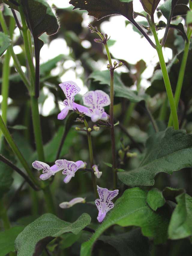 plectranthus mona lavender seeds Mona Lavender – Liberty Landscape Supply