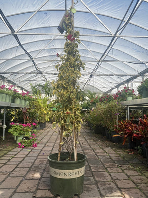 Bougainvillea ~ Monrovia