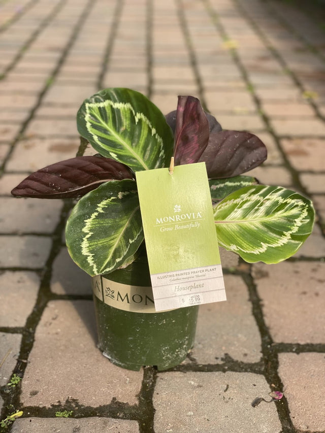 Calathea ~ Monrovia