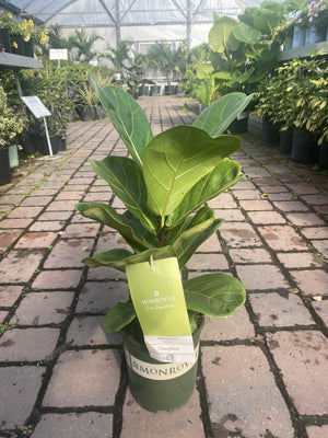 live fiddle leaf fig near me Fiddle Leaf Fig – Liberty Landscape Supply