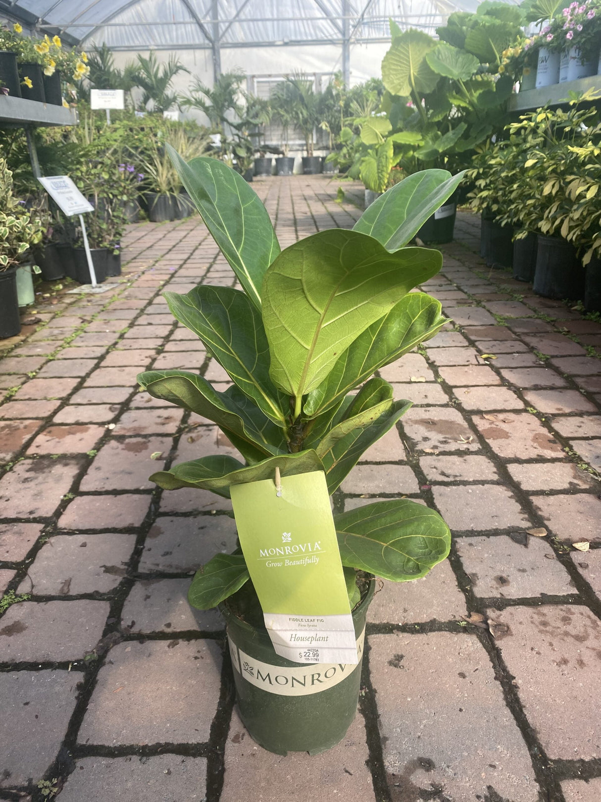 Fiddle Leaf Fig ~ Monrovia