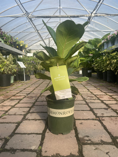 Fiddle Leaf Fig ~ Monrovia