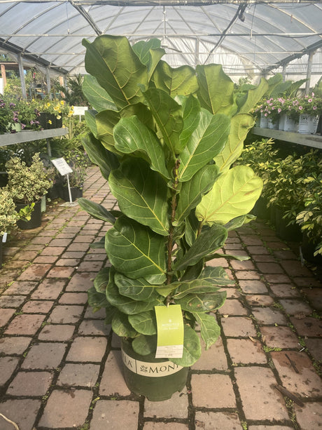 Fiddle Leaf Fig ~ Monrovia