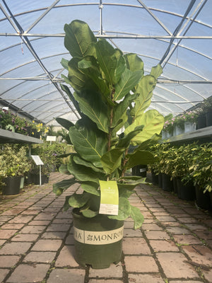 Fiddle Leaf Fig ~ Monrovia