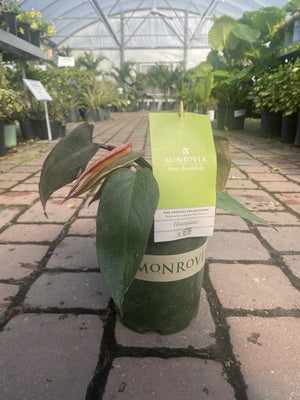 Philodendron Pink Princess ~ Monrovia