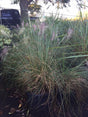 Muhly Grass