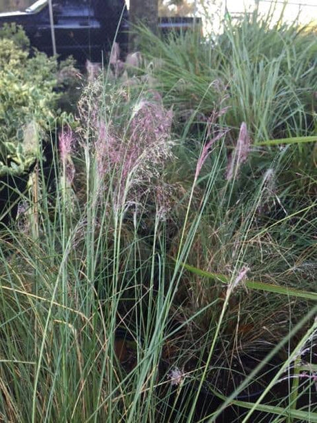 Muhly Grass