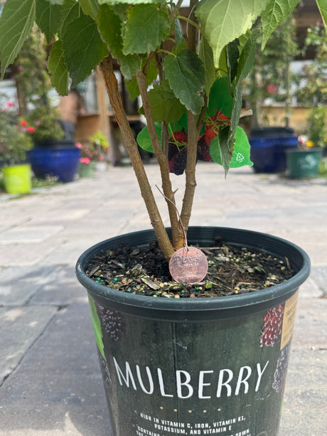 mulberry plant ready to bloom