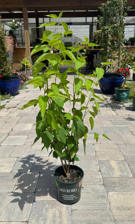 mulberry plant in one-gallon pot