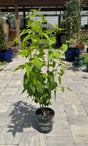 mulberry plant in one-gallon pot