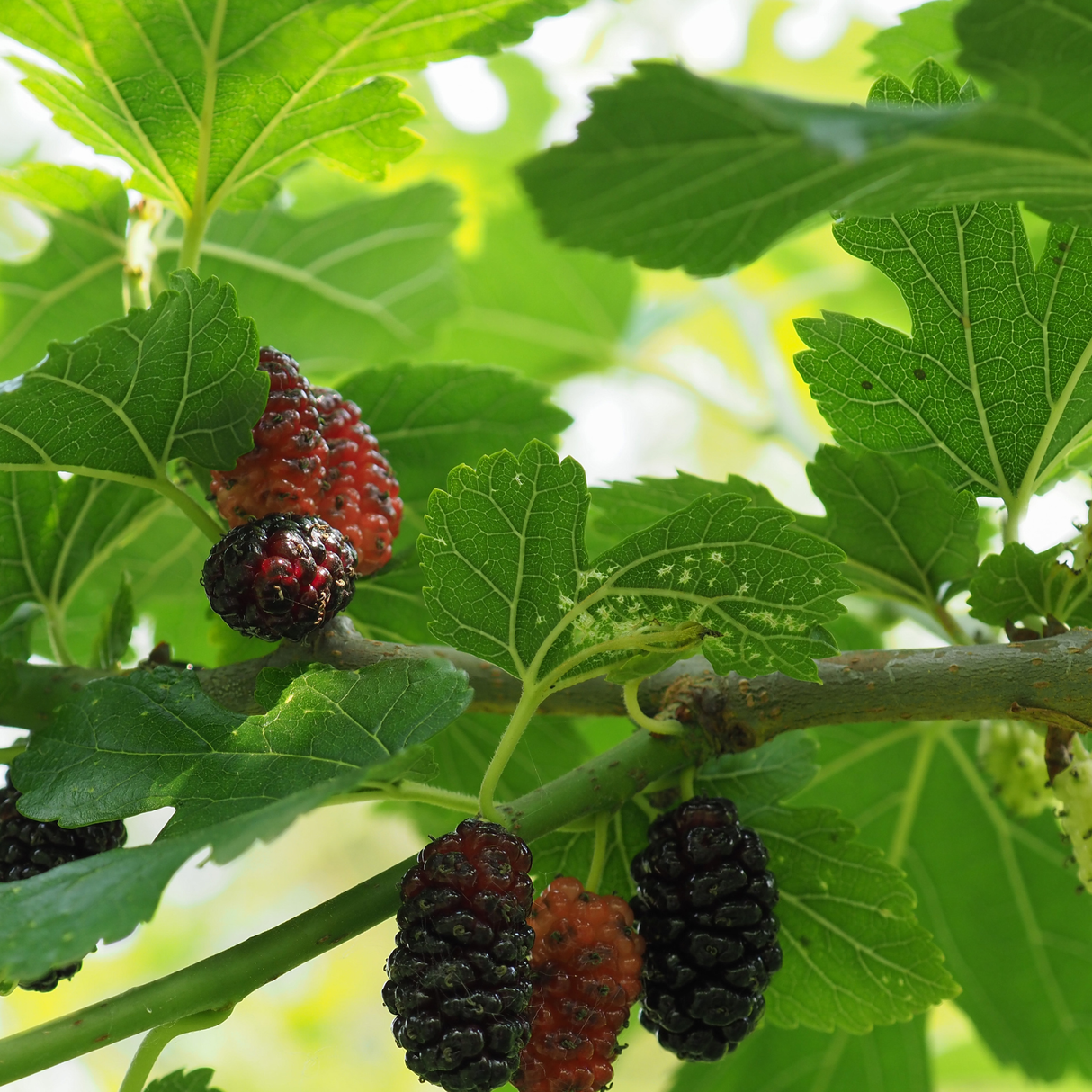 Mulberry
