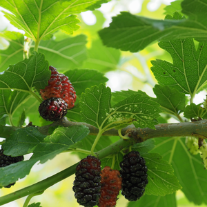 Mulberry