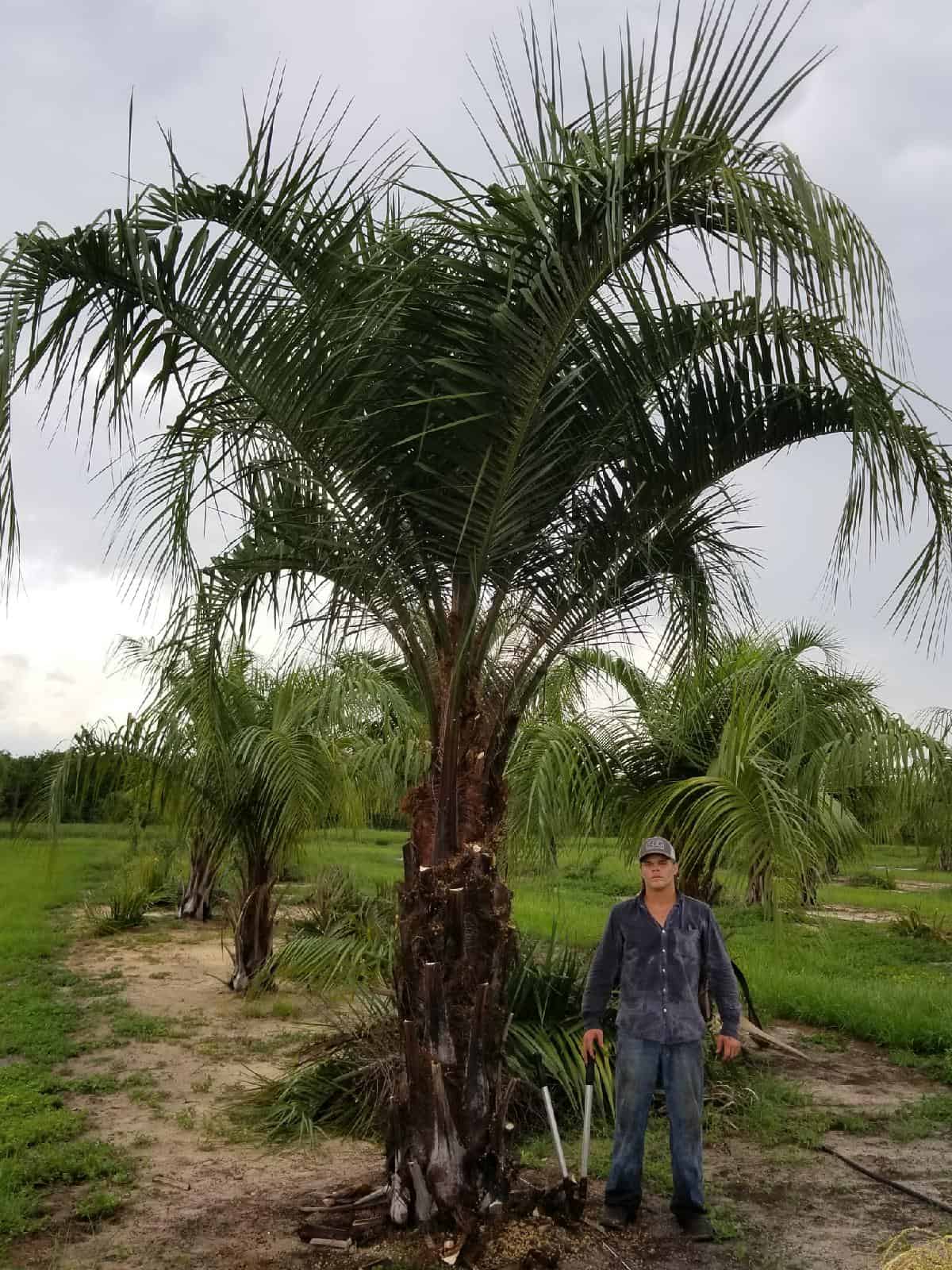 Mule Palm