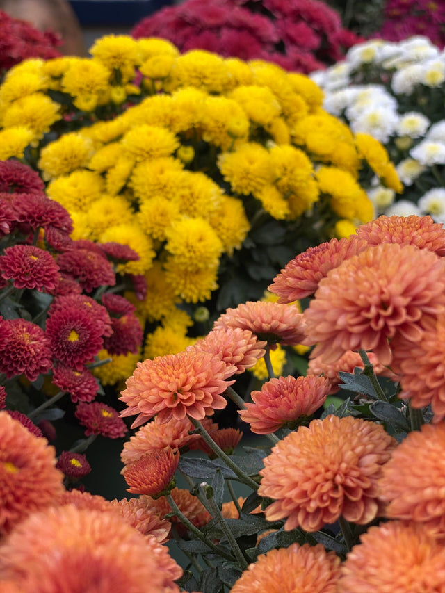 Chrysanthemum