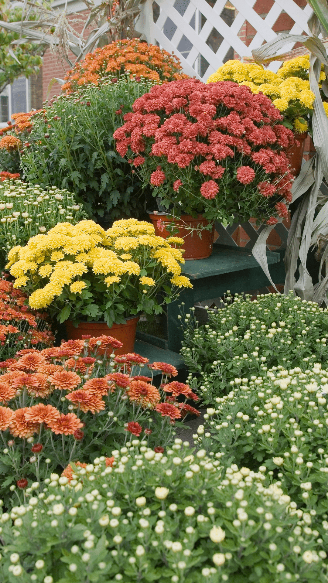 Chrysanthemum