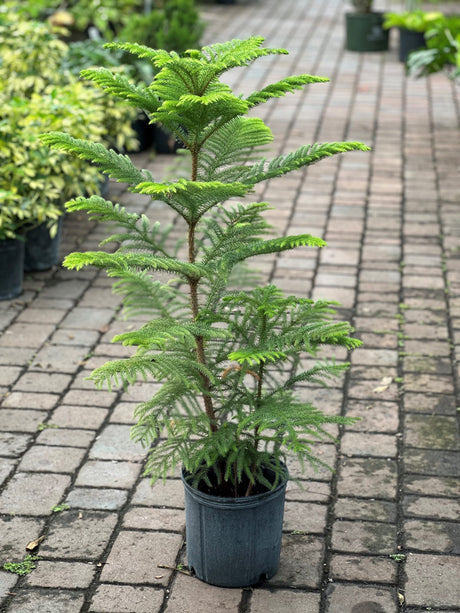 Norfolk Pine