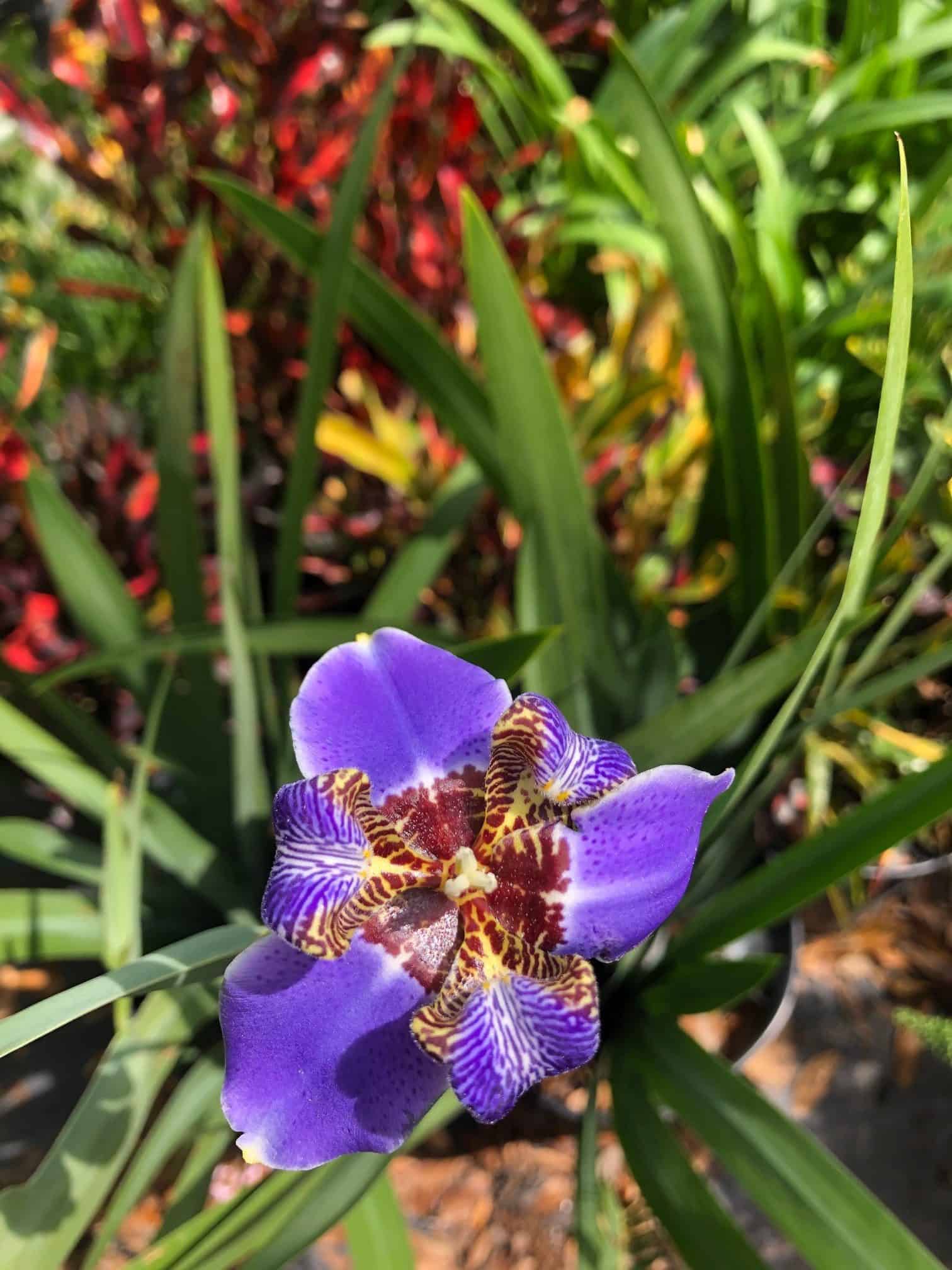 Apostle Iris – Liberty Landscape Supply