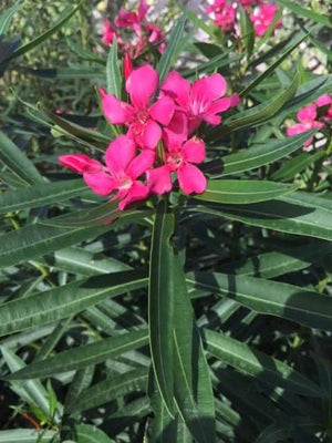 Oleander