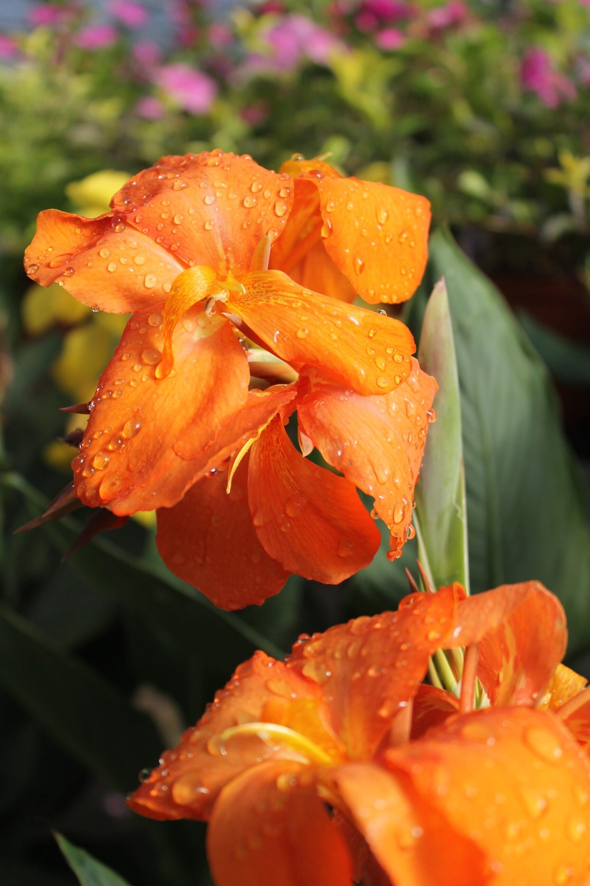 Close-up of orange canna lilies with dew drops on the petals, with green leaves in the background