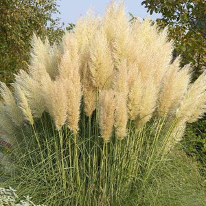 Pampas Grass 3-gallon