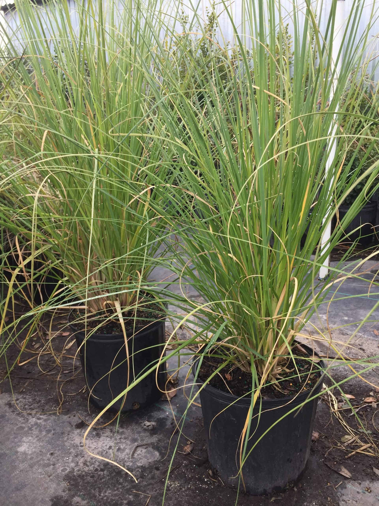 Pampas Grass 3-gallon