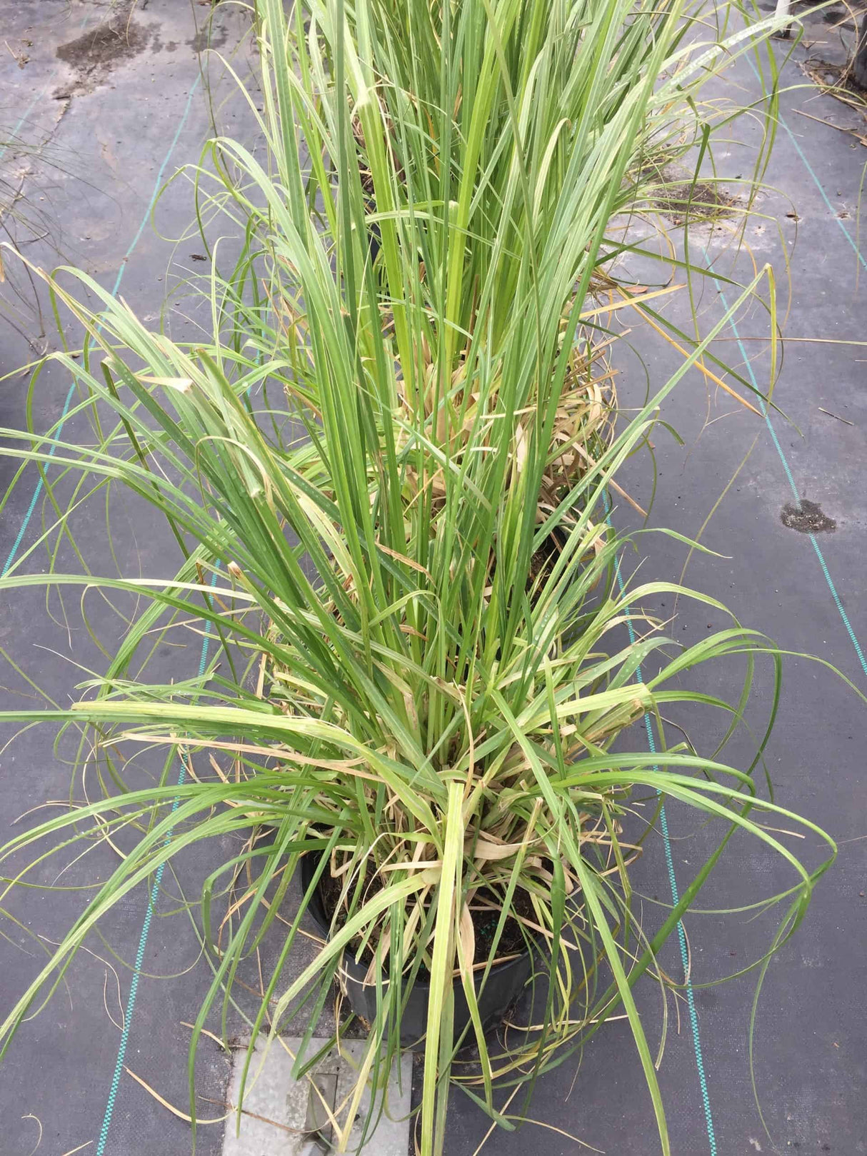 Pampas Grass 3-gallon