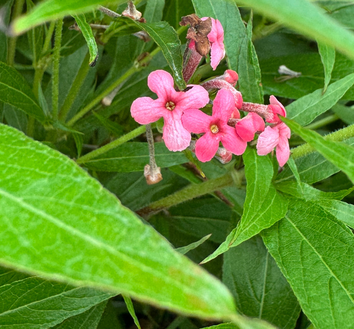 Panama Role pink flowers surrounded by green leaves