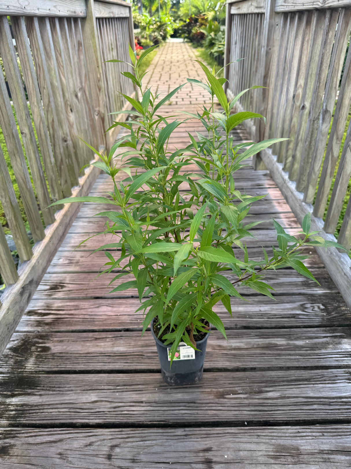 Panama Rose plant in one-gallon pot