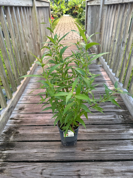 Panama Rose plant in one-gallon pot