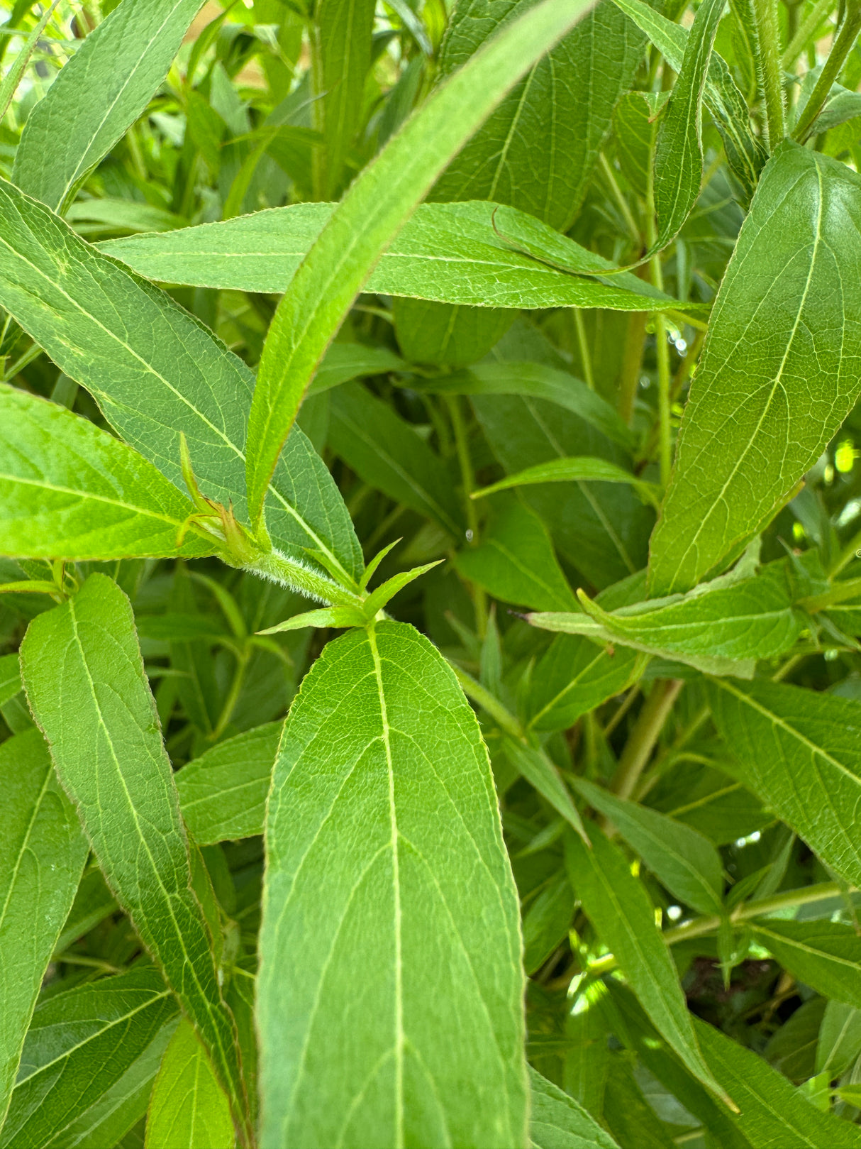 Panama Rose long and green leaves