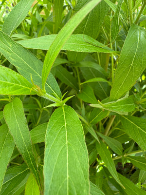 Panama Rose long and green leaves