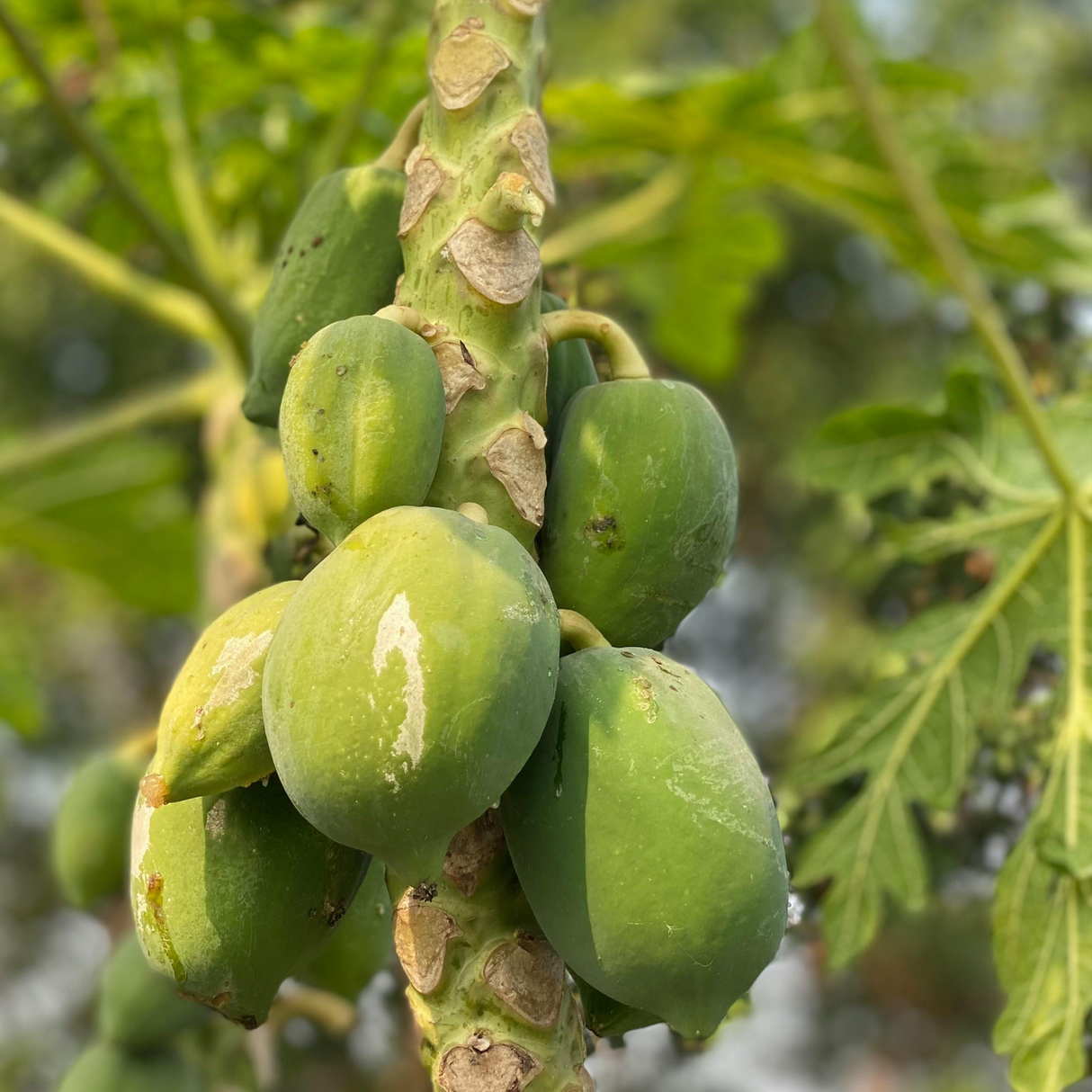 Papaya