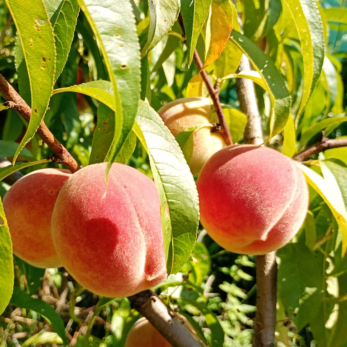 Peach Tree