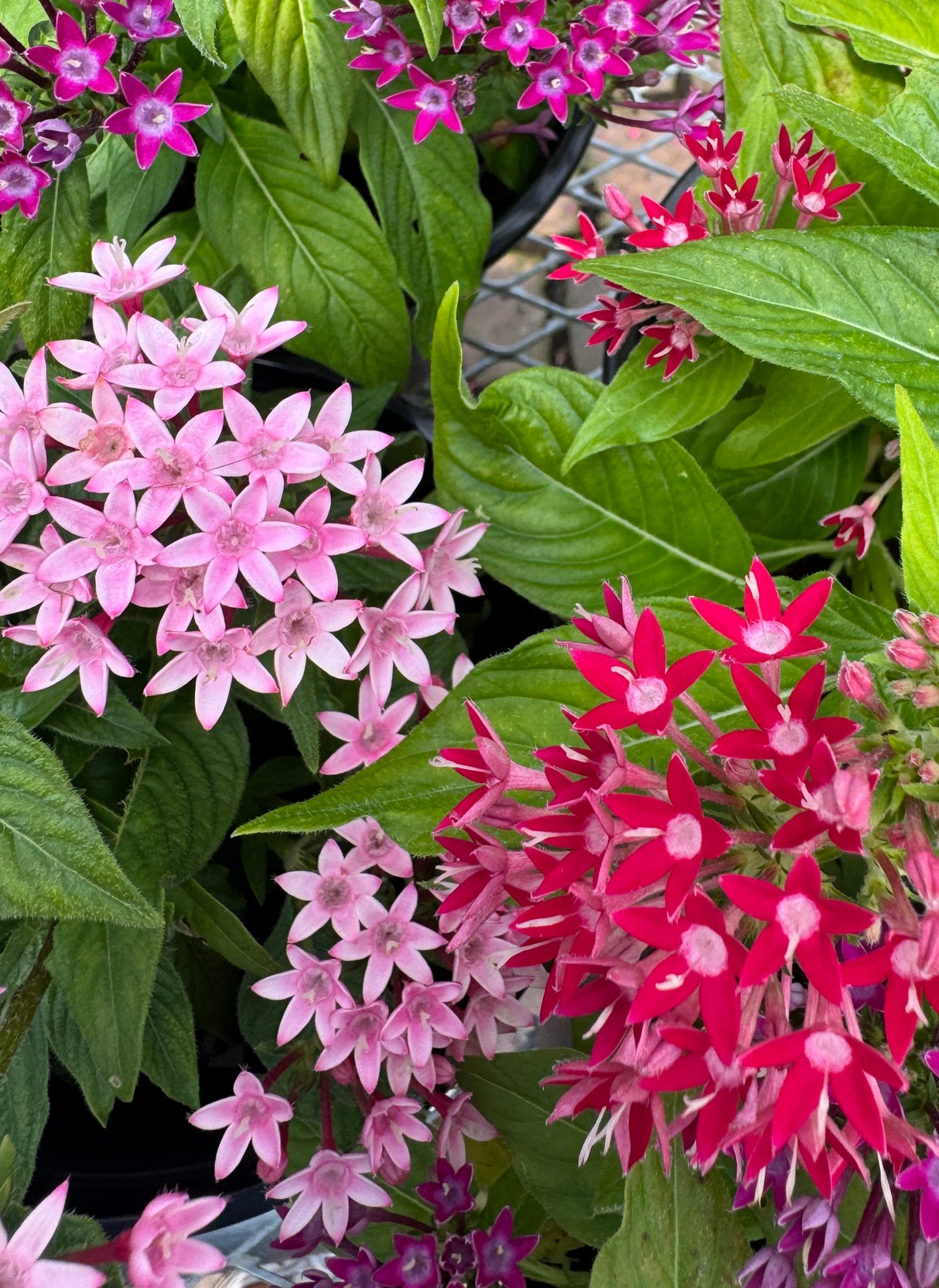 Close-up of pink and red flowers with green leaves