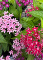 Close-up of pink and red flowers with green leaves