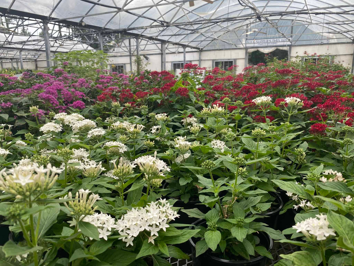 one-gallon-pentas