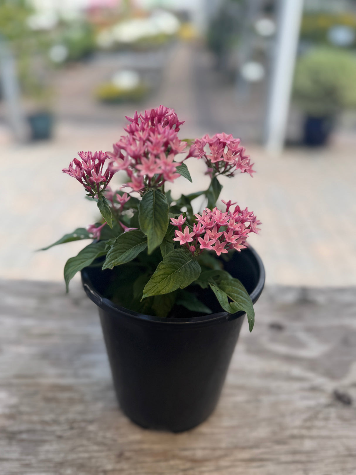 Pentas