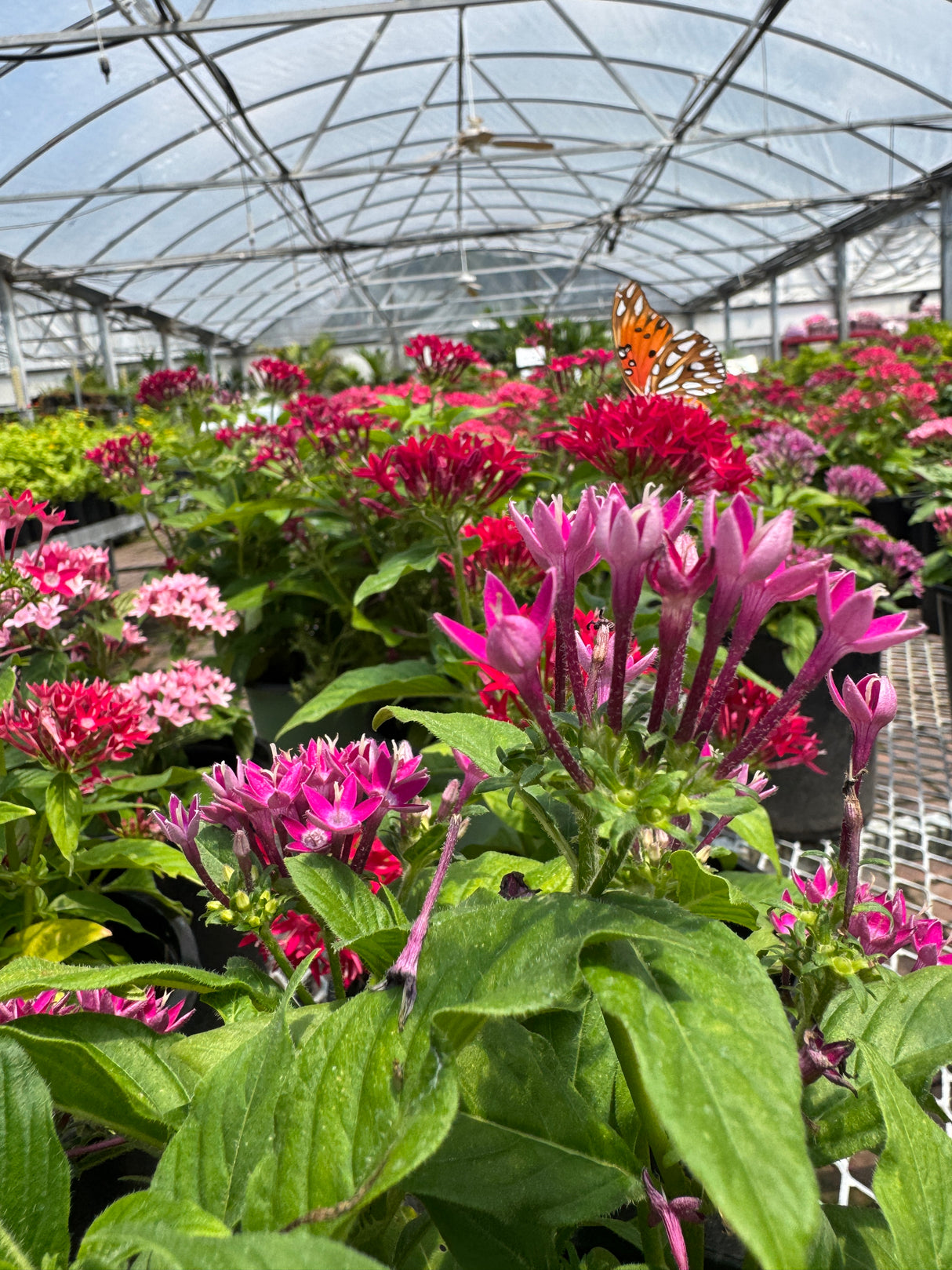 Bouquet of pink and red flowers with green leaves in a greenhouse setting.