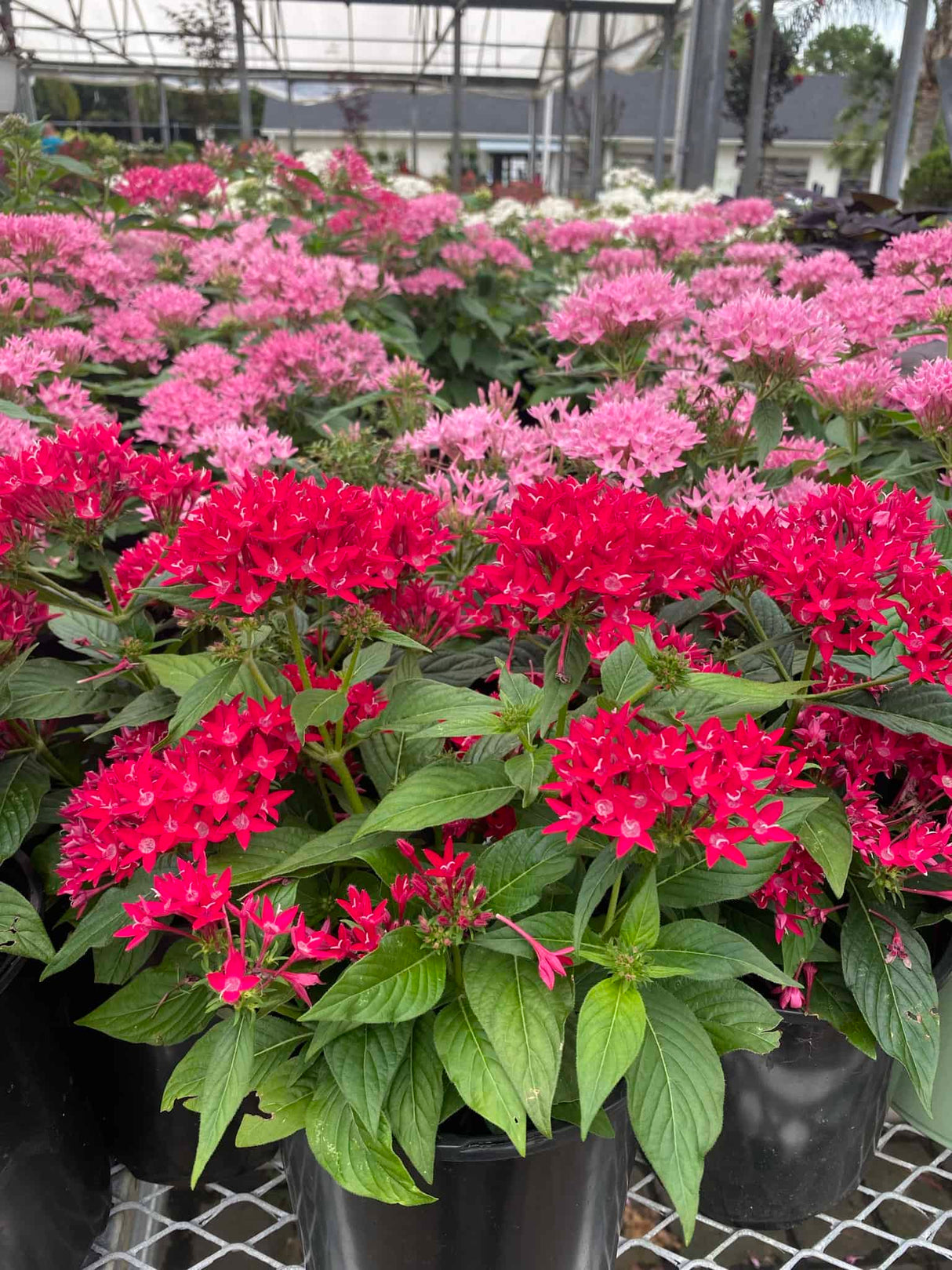penta plants at Liberty Greenhouse in all colors