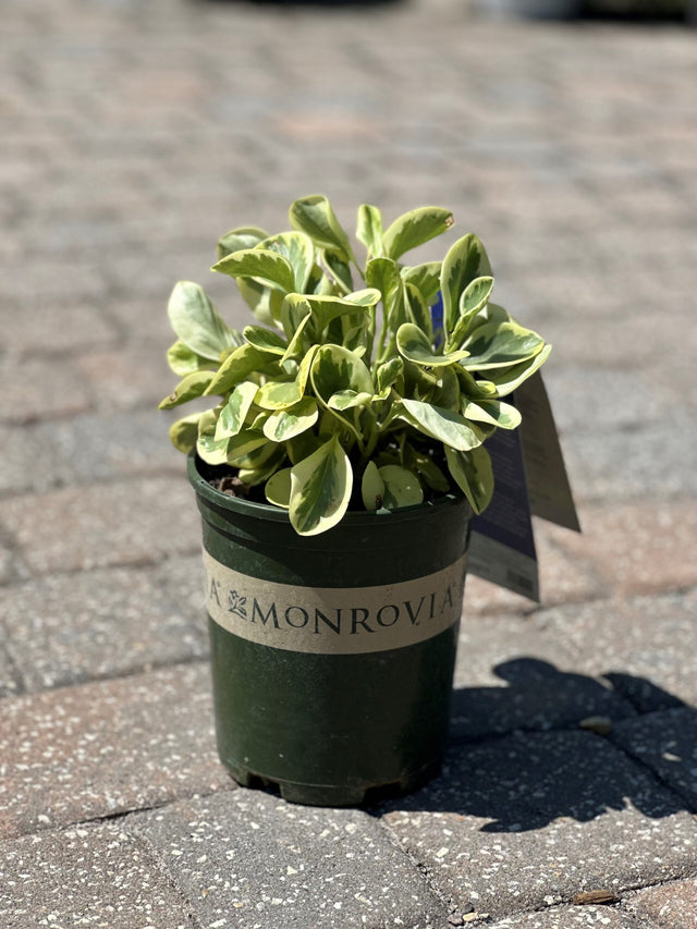 Peperomia ~ Monrovia