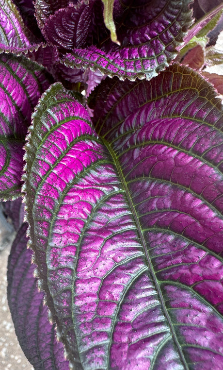silvery, purple, leave with green spines