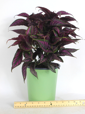 Persian Shield